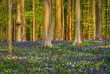 079 Hallerbos